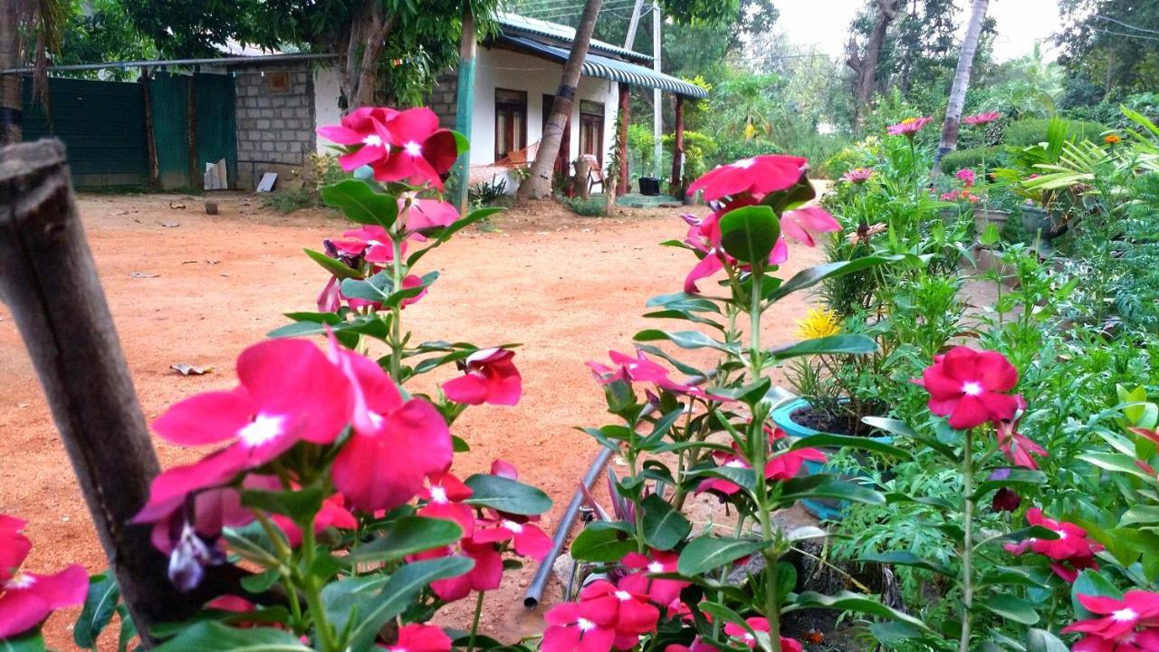 Sigiri Picaso Home Stay Sigirija Zewnętrze zdjęcie