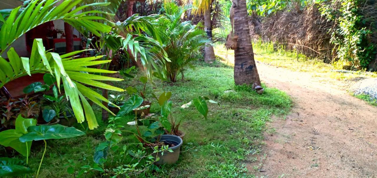 Sigiri Picaso Home Stay Sigirija Zewnętrze zdjęcie